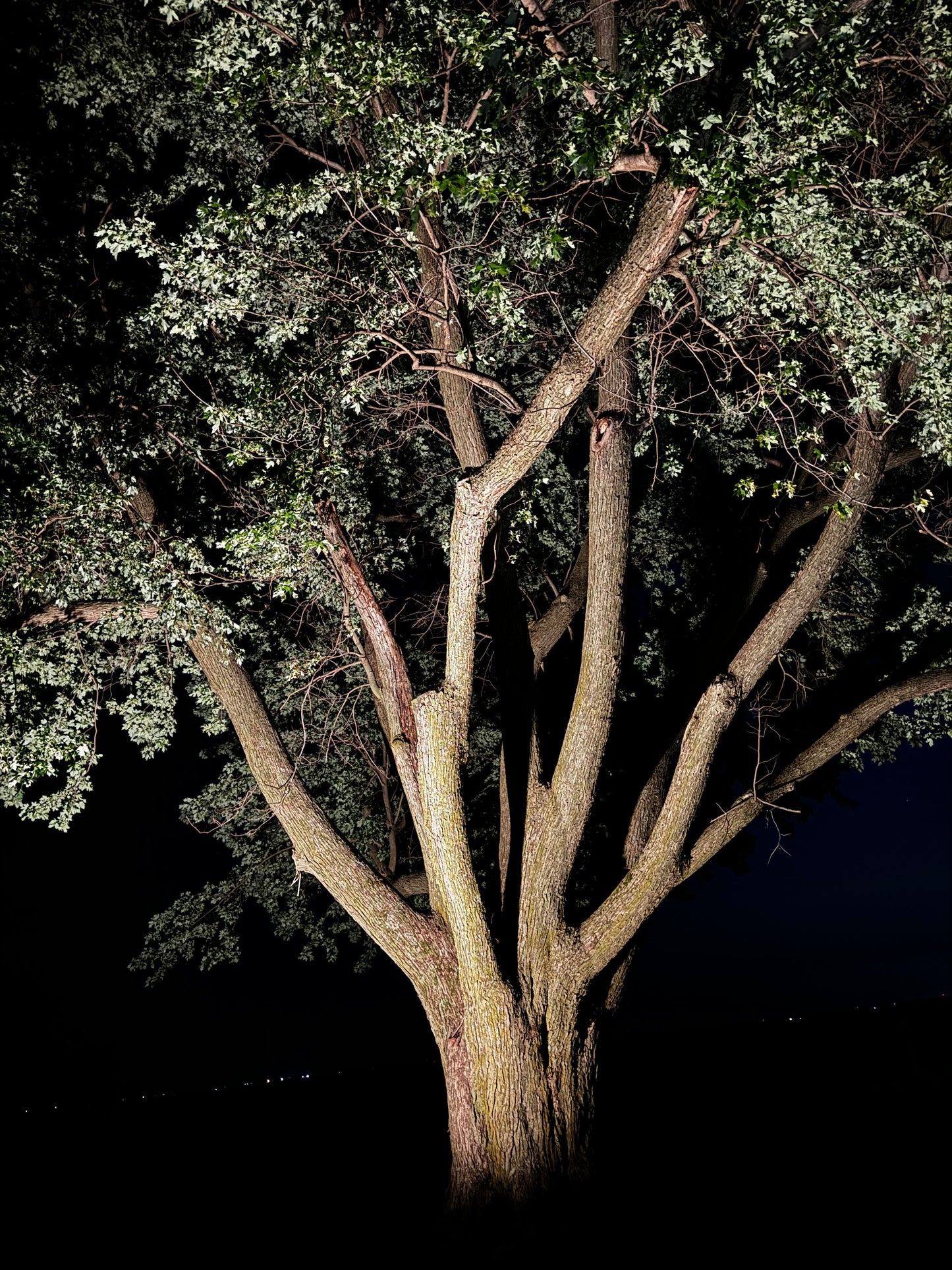 RGBW+2 Flood Lights